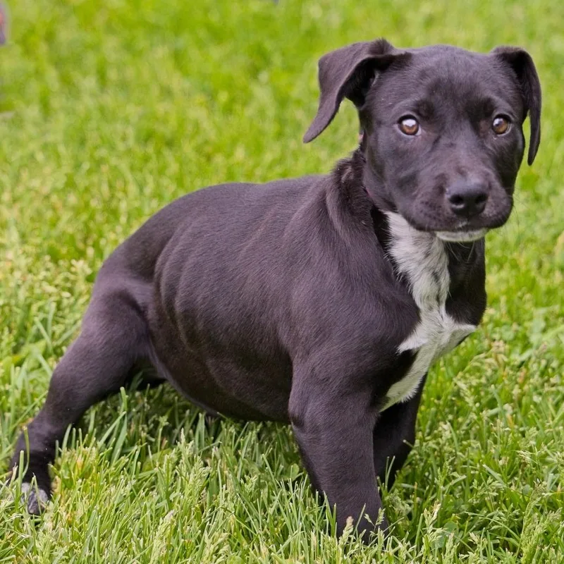 A baby medium-sized female Black Labrador Retriever dog named Onyx for adoption in South Elgin, IL
