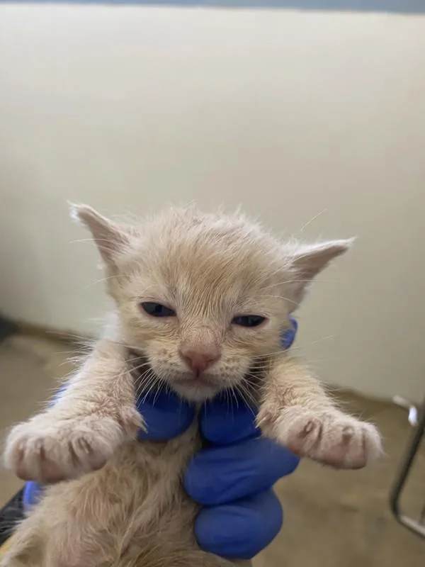 A baby small-sized male Domestic Short Hair cat named Tiny for adoption in Victorville, CA