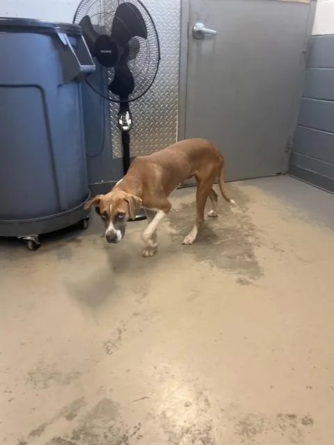 A young medium-sized male Treeing Walker Coonhound dog named Waffles for adoption in Tallahassee, FL