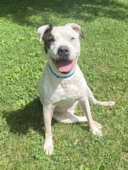 An adult large-sized female Pit Bull Terrier dog named Gladys for adoption in Clinton Township, MI