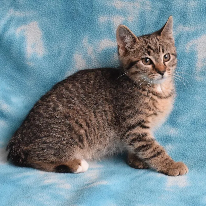 A baby small-sized female Brown / Chocolate Domestic Short Hair cat named Guadalupe for adoption in Eureka, CA
