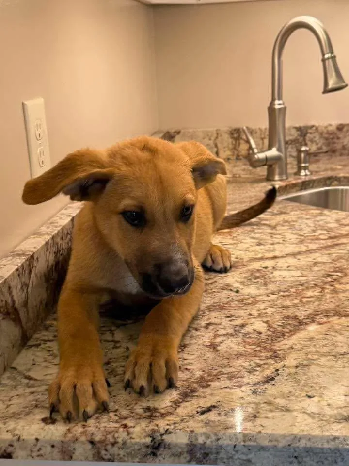 A young medium-sized male German Shepherd Dog dog named Liberty for adoption in Guntersville, AL