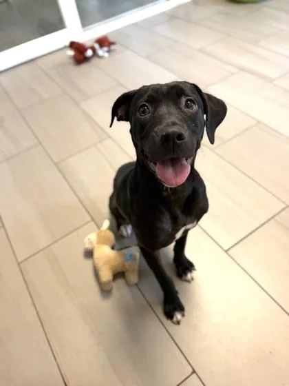 A young medium-sized female Labrador Retriever dog named Lilly for adoption in Daytona Beach, FL