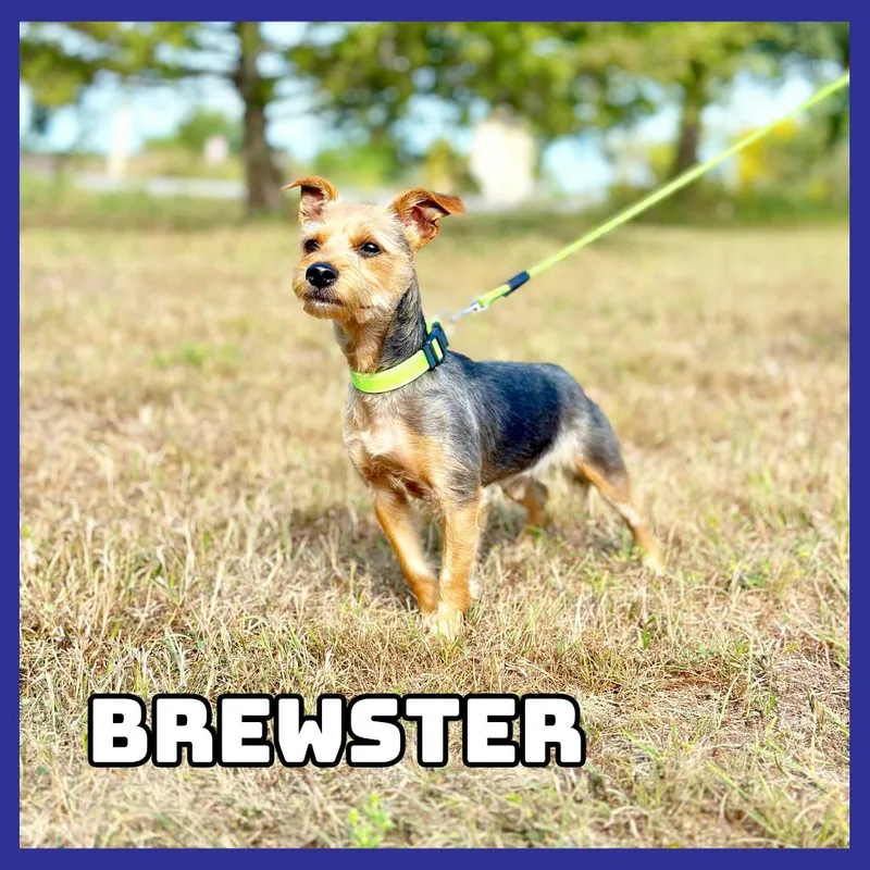 Brewster