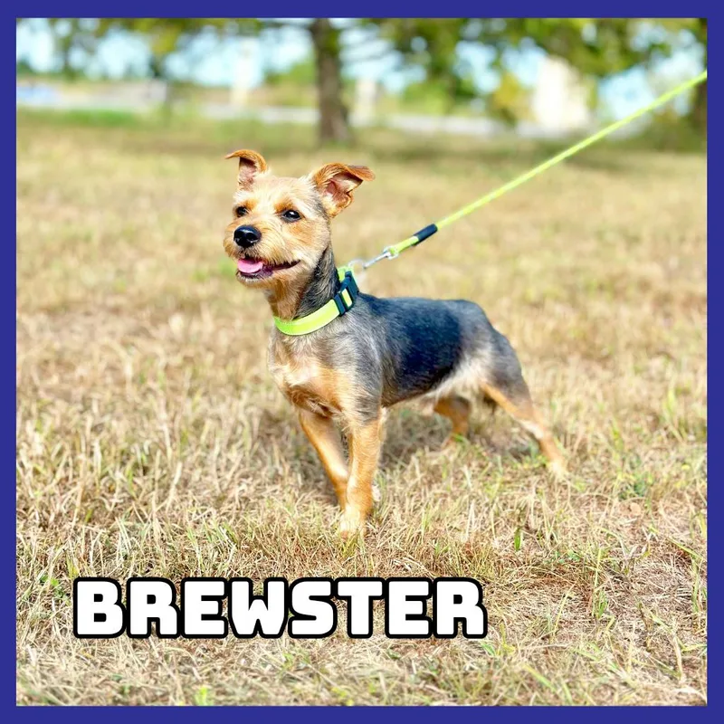 Brewster thumbnail 2