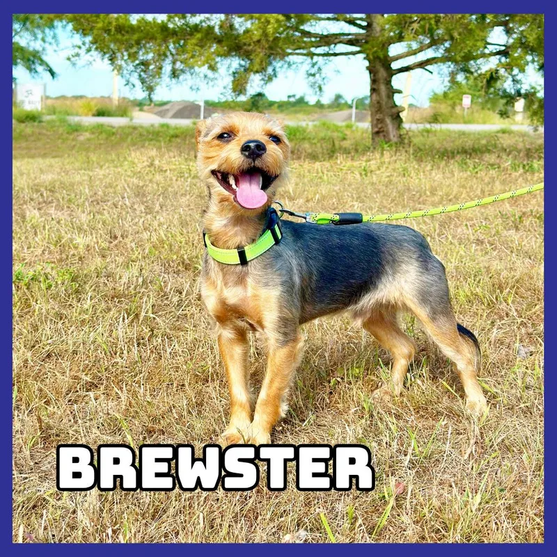 Brewster thumbnail 3