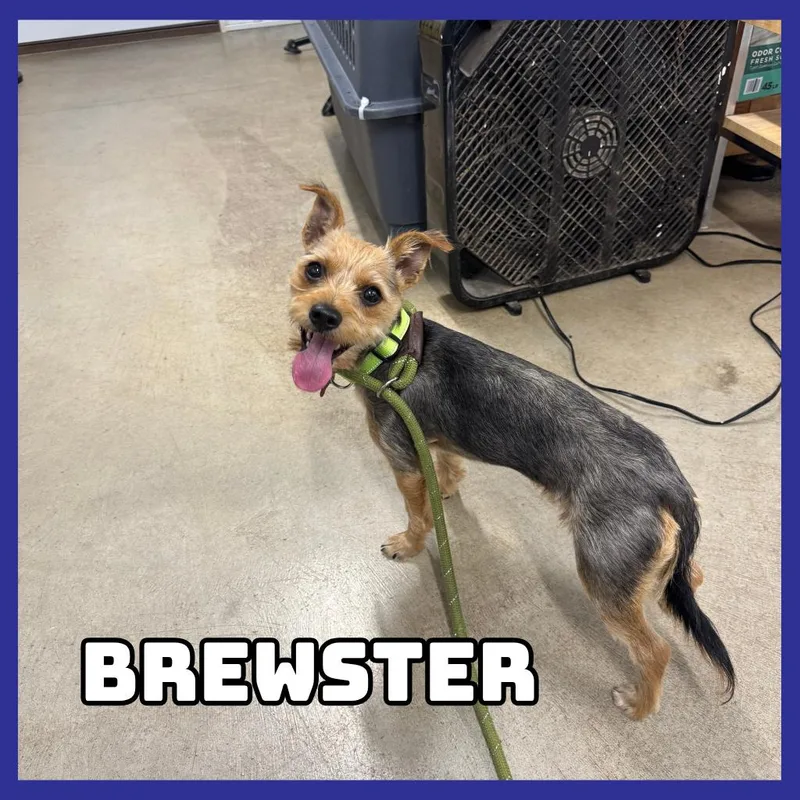 Brewster thumbnail 4