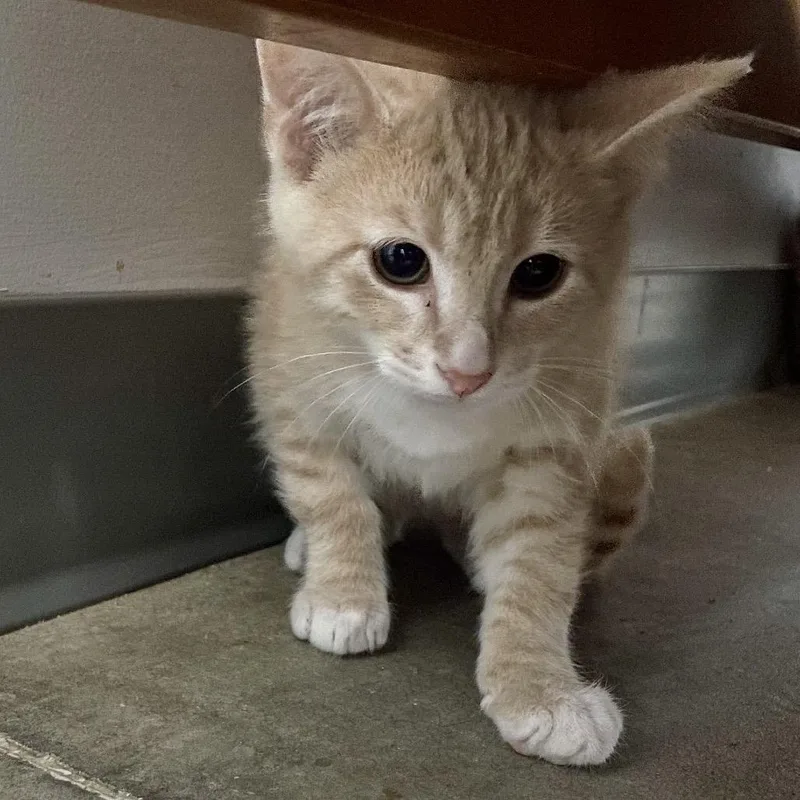 A baby small-sized male Buff / Tan / Fawn Domestic Short Hair cat named Cletus for adoption in Fairmont, WV