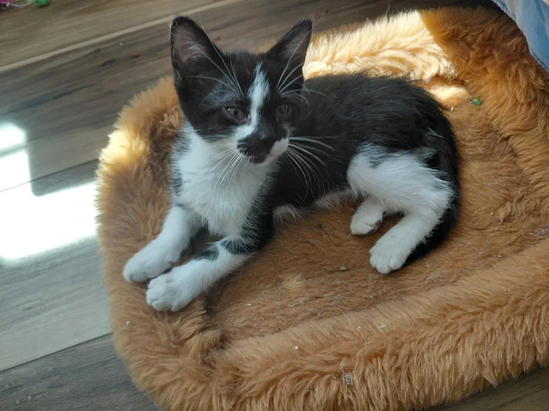 A young medium-sized female Black & White / Tuxedo Domestic Short Hair cat named Fiona for adoption in Vacaville, CA