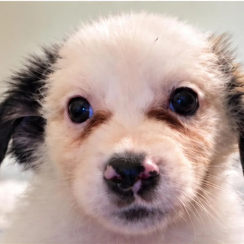 A baby small-sized male Mixed Breed dog named Nolan for adoption in Manalapan, NJ