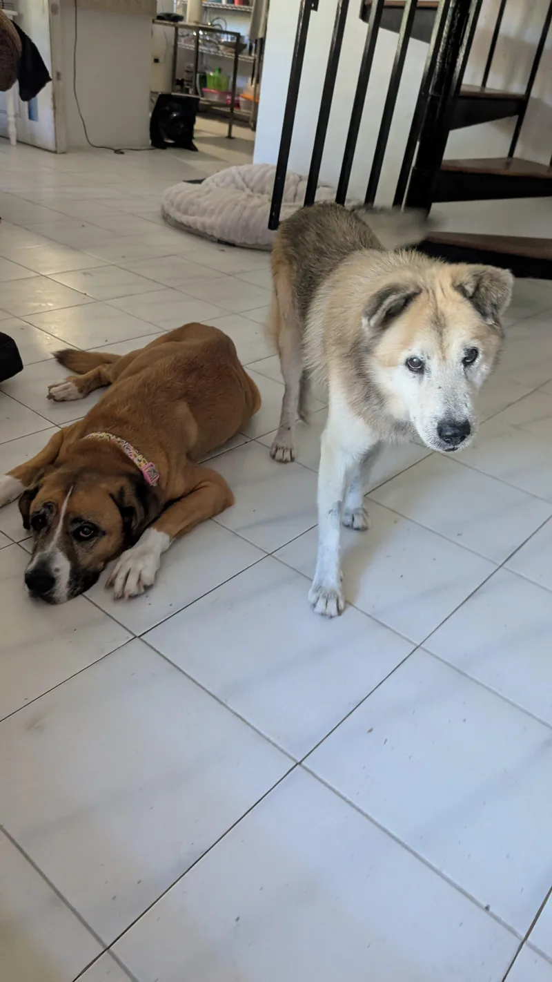 Zeus  Goofy Boy! thumbnail 5