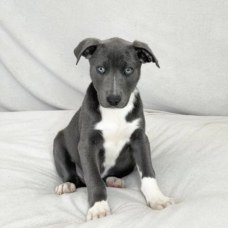 Cuddly Clancy thumbnail 3