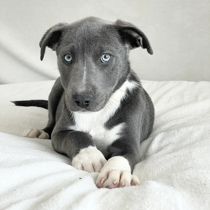 Cuddly Clancy thumbnail 4