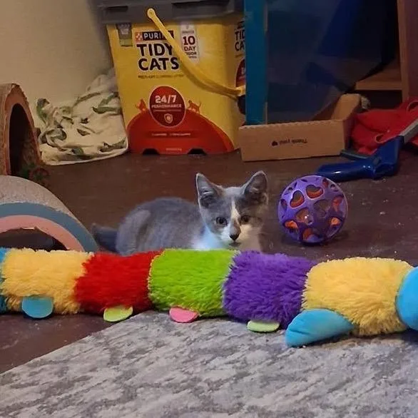 A baby small-sized male Gray / Blue / Silver Domestic Short Hair cat named Doodlebop for adoption in Granville, OH