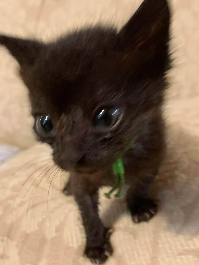 A baby medium-sized male Black Domestic Short Hair cat named Tamar for adoption in Oviedo, FL