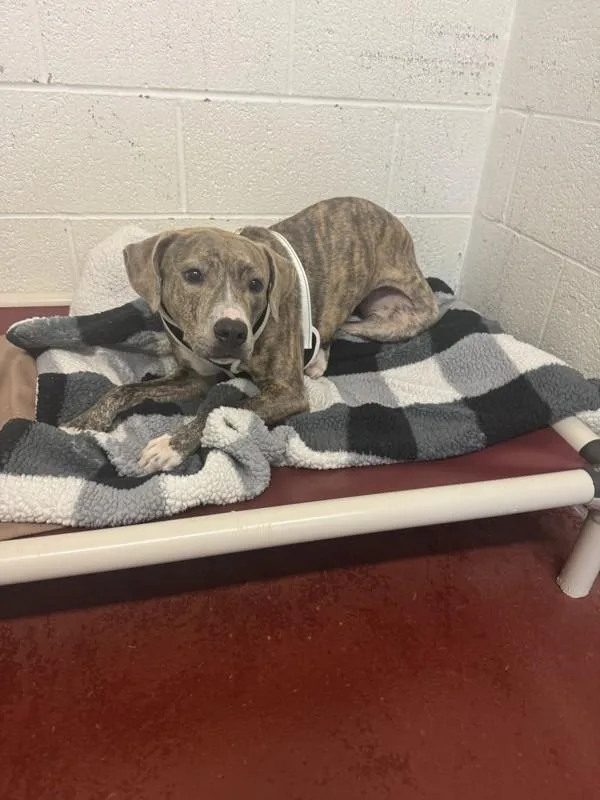 A young medium-sized female Plott Hound dog named Calliope for adoption in Salisbury, MD