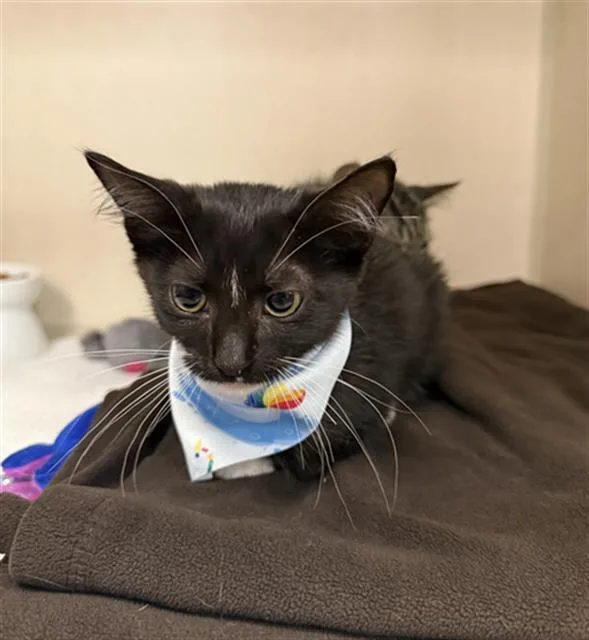 A baby medium-sized female Domestic Short Hair cat named Jalapeno for adoption in Dallas, TX