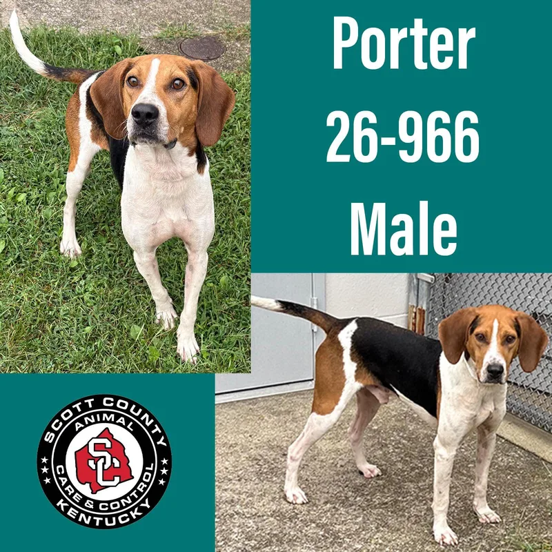 An adult large-sized male Hound dog named Porter for adoption in Georgetown, KY