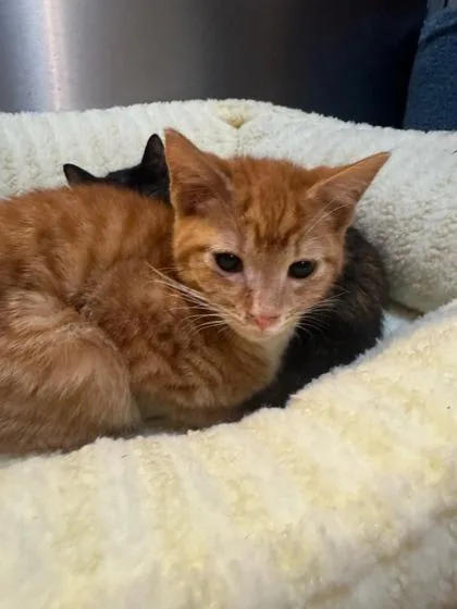 A baby small-sized male Domestic Short Hair cat named Kevin Jonas for adoption in Knoxville, TN