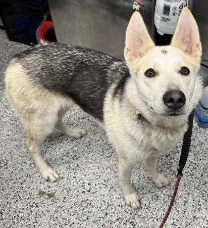An adult large-sized female German Shepherd Dog dog named Talia for adoption in West Chester, PA