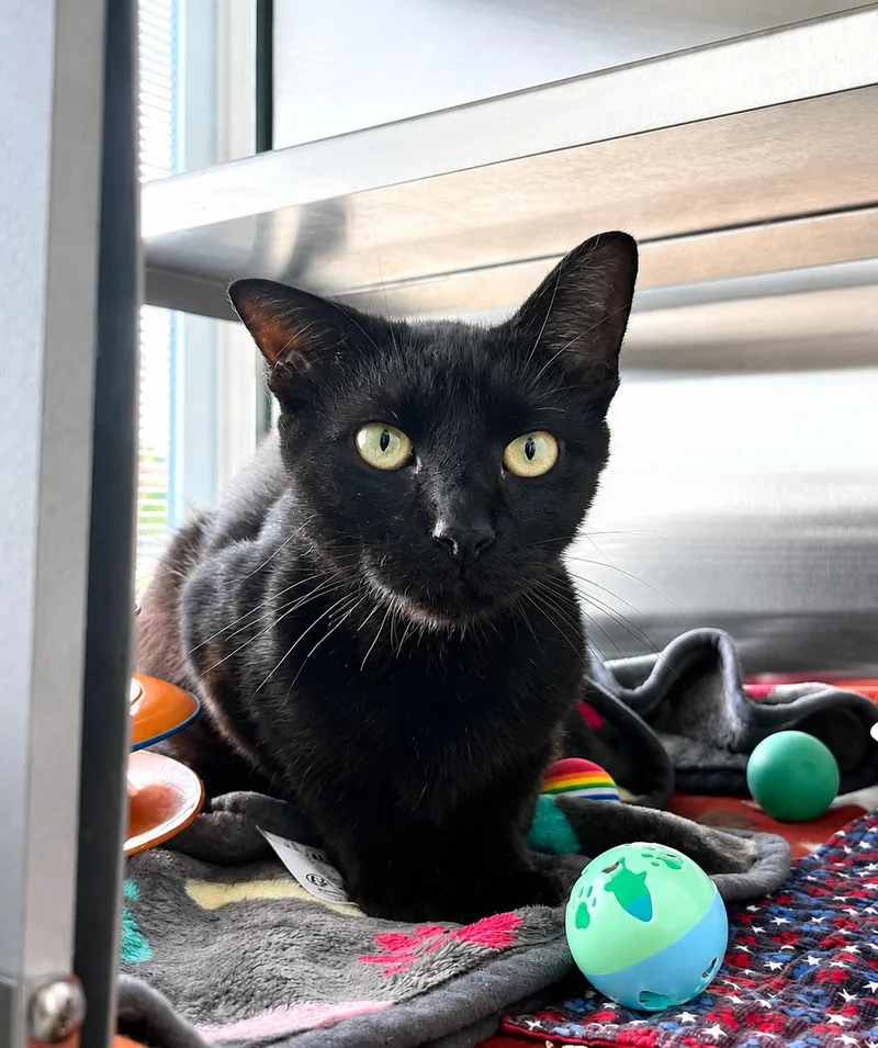 An adult medium-sized male Domestic Short Hair cat named Chevy for adoption in Moundsville, WV