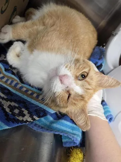 An adult medium-sized male Domestic Short Hair cat named Arlo FKA Alex for adoption in West Chester, PA