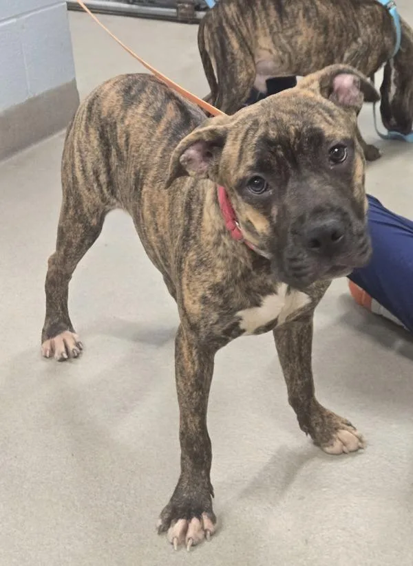 A young medium-sized female Pit Bull Terrier dog named Figgy for adoption in Millersville, MD