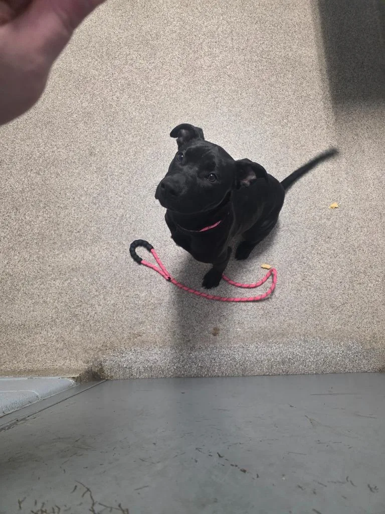 A baby medium-sized male Pit Bull Terrier dog named Echo for adoption in Troy, OH