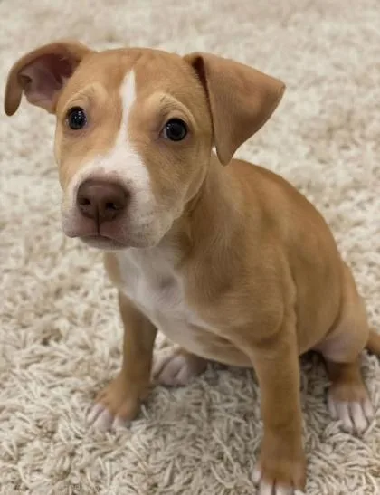 A baby small-sized female Terrier dog named Coral for adoption in Honolulu, HI