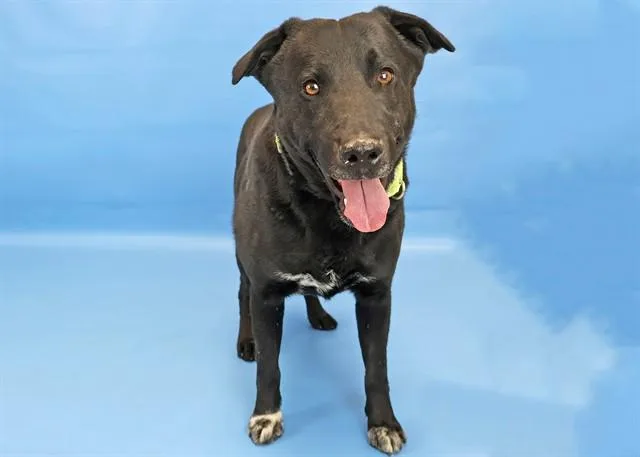 An adult medium-sized male Labrador Retriever dog named Dracsamillion for adoption in Colorado Springs, CO