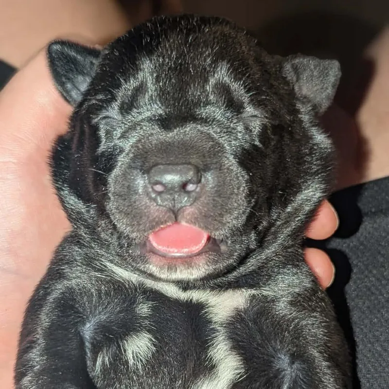 A baby small-sized female Black Mixed Breed dog named Beth for adoption in Melbourne, KY