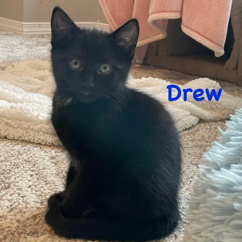 A baby small-sized male Domestic Short Hair cat named Drew for adoption in Allyn, WA
