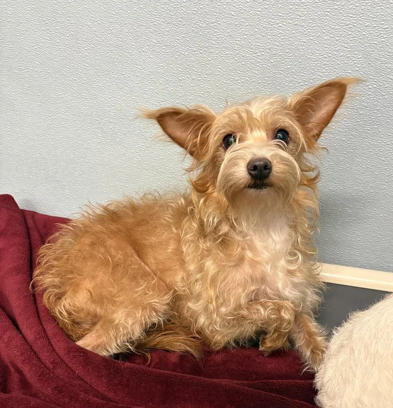 An adult small-sized female Brown / Chocolate Mixed Breed dog named Princess for adoption in Rochester, IN