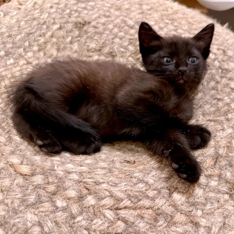 A baby small-sized male Black Domestic Short Hair cat named Cruller for adoption in Austin, TX