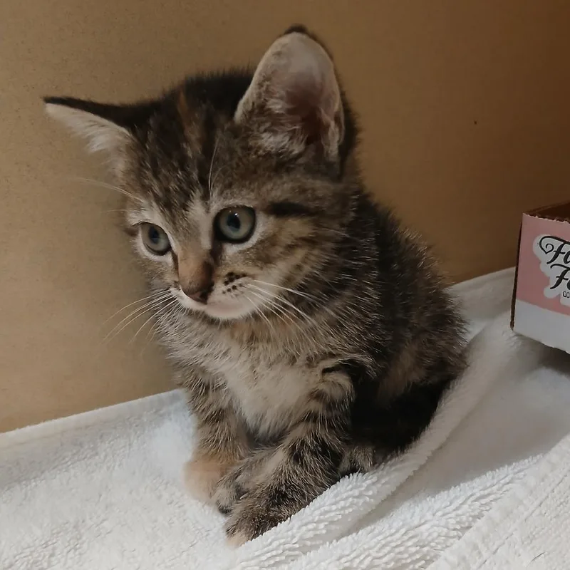 A baby small-sized female Brown / Chocolate Domestic Short Hair cat named Ginger for adoption in Blue Ridge, GA