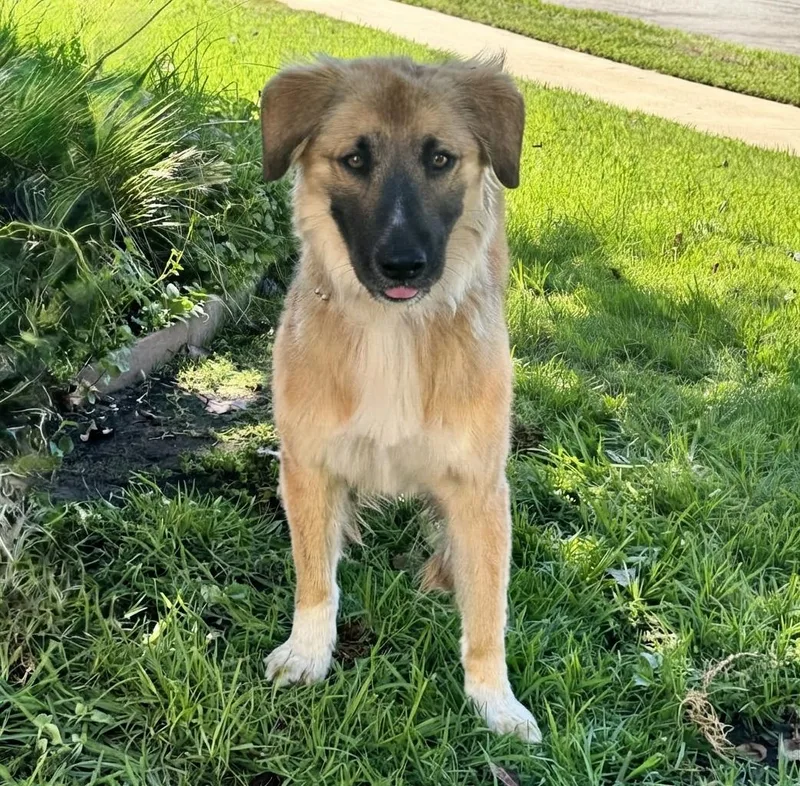 A young medium-sized female Golden Retriever dog named Marigold for adoption in Van Nuys, CA