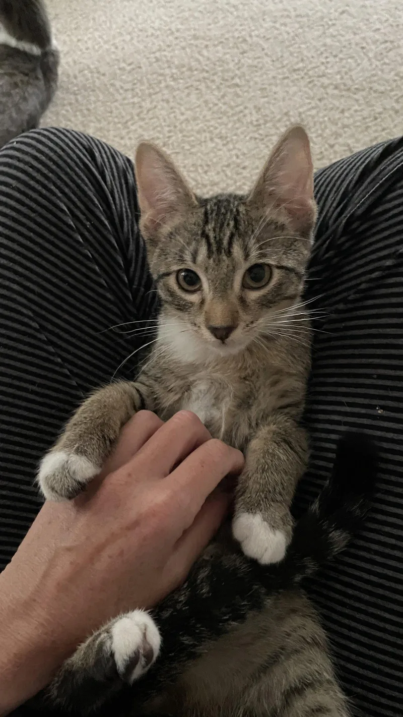 A young medium-sized male Domestic Short Hair cat named Ricky for adoption in Lake Saint Louis, MO