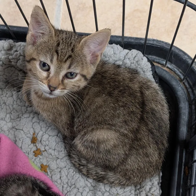 A baby medium-sized male Tabby (Buff / Tan / Fawn) Domestic Short Hair cat named Logan for adoption in Cape Girardeau, MO