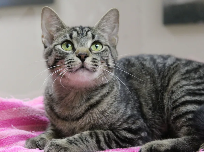 A young medium-sized female Domestic Short Hair cat named Oswin for adoption in Portage, WI