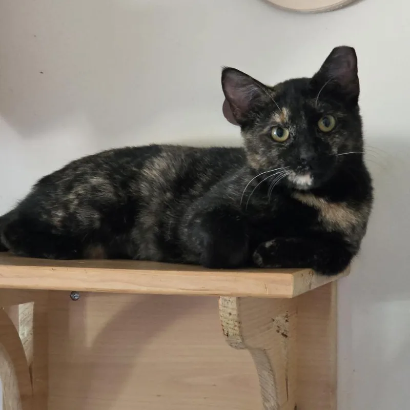 A young medium-sized female Black Domestic Short Hair cat named Joette for adoption in Ballston Spa, NY