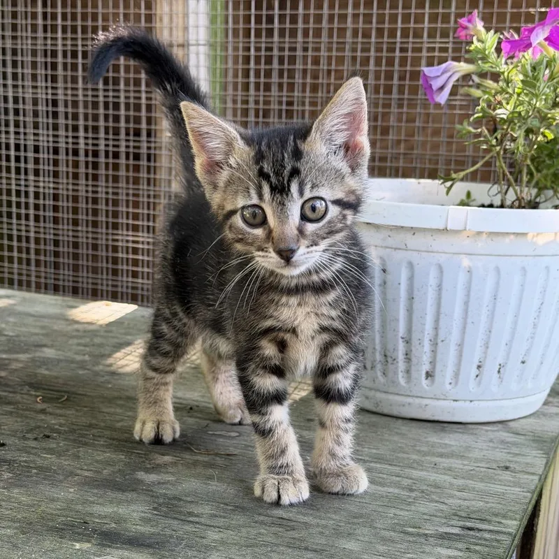 A baby small-sized female Brown / Chocolate Domestic Short Hair cat named Adink for adoption in Richmond, IN