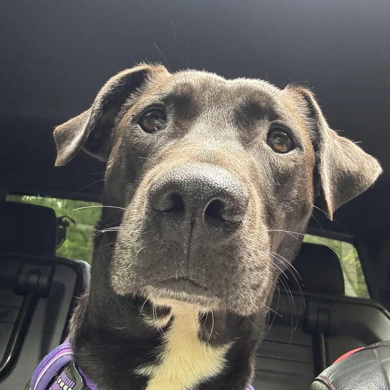 Harrison Ford thumbnail 2