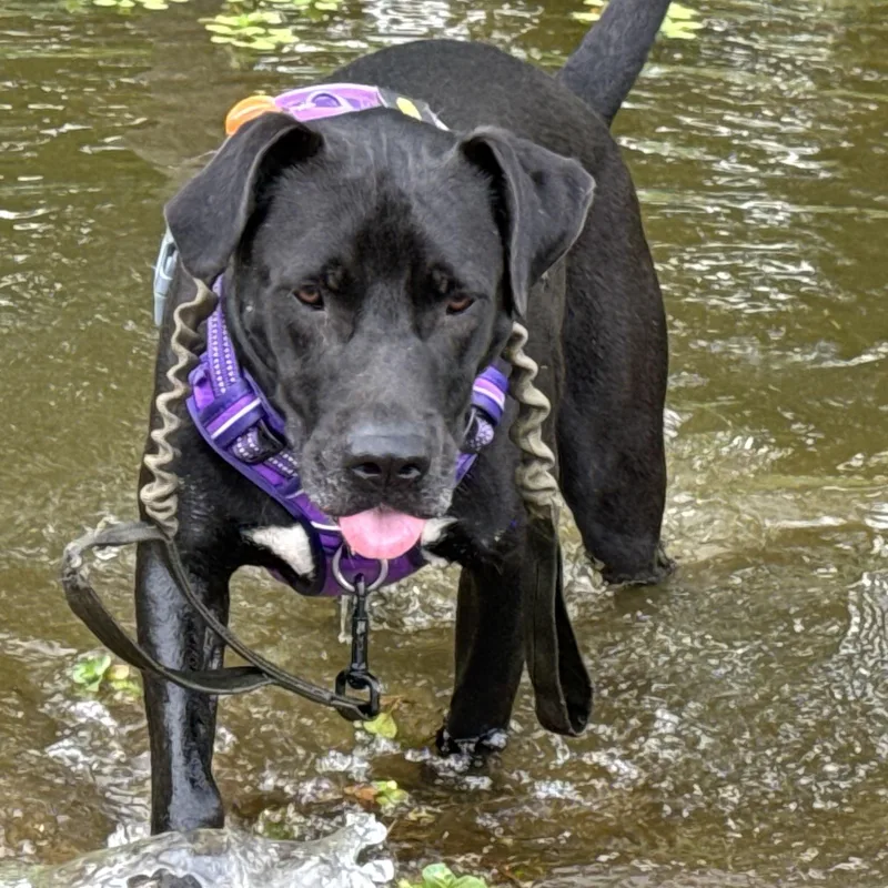 Harrison Ford thumbnail 4