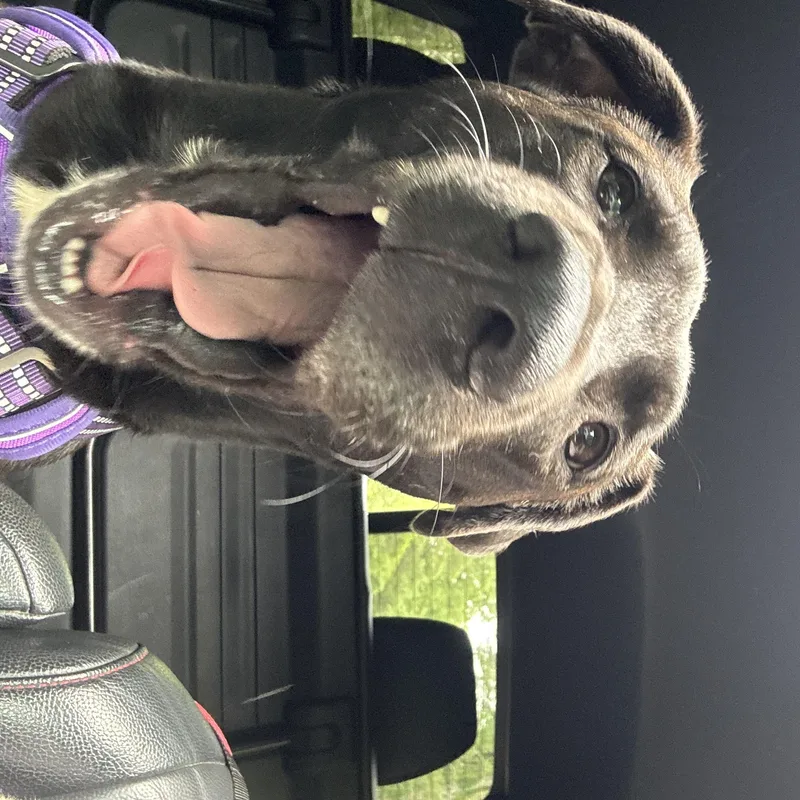 Harrison Ford thumbnail 5