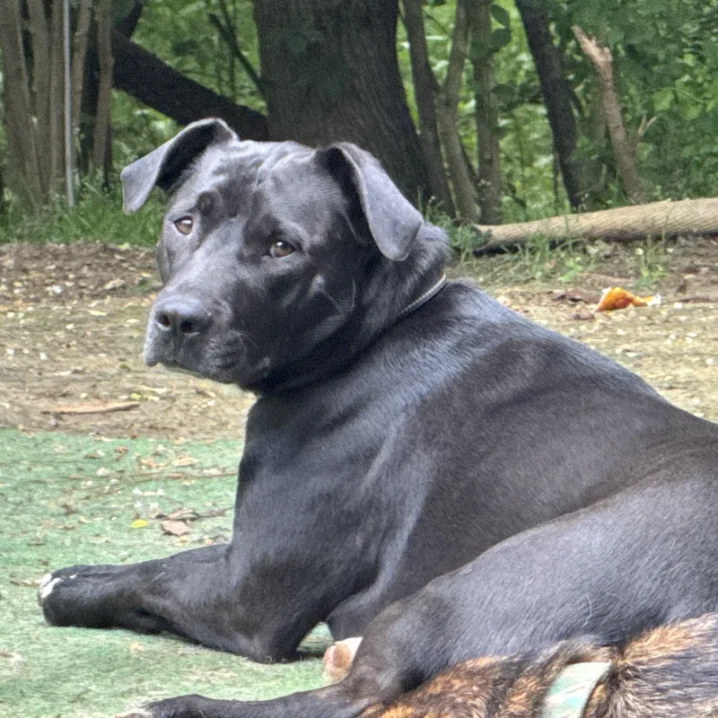 Harrison Ford thumbnail 6