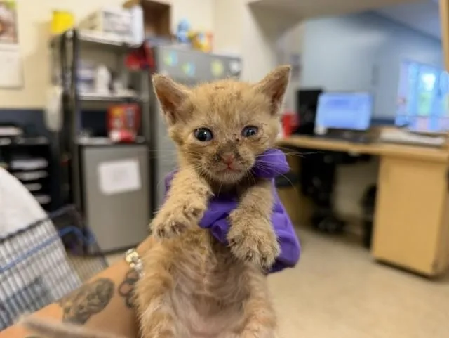 A baby small-sized female Domestic Short Hair cat named Cayenne for adoption in Miami, FL