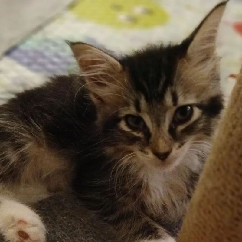 Wilma thumbnail 2