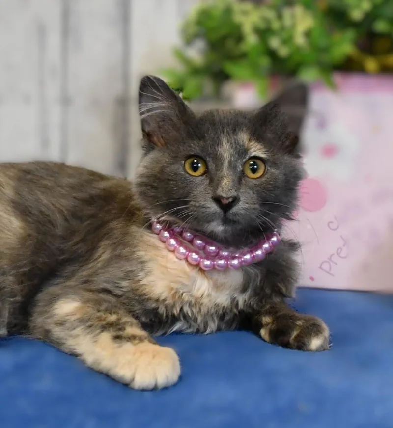 A baby small-sized female Domestic Long Hair cat named Grace for adoption in Roanoke, TX