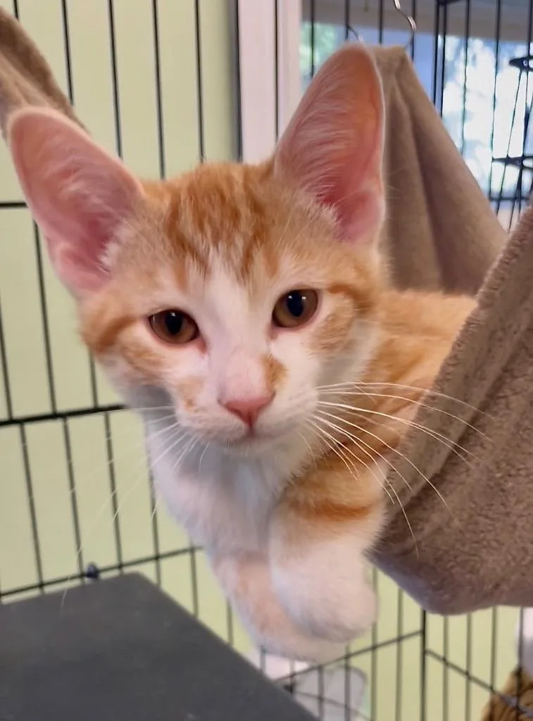 A baby small-sized male Domestic Short Hair cat named Charlie for adoption in Westfield, NY