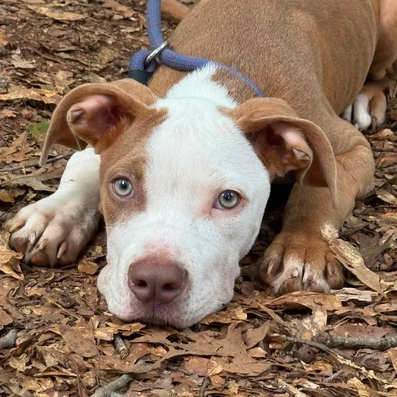 A young medium-sized male Brown / Chocolate American Staffordshire Terrier dog named Barry for adoption in Long Island City, NY